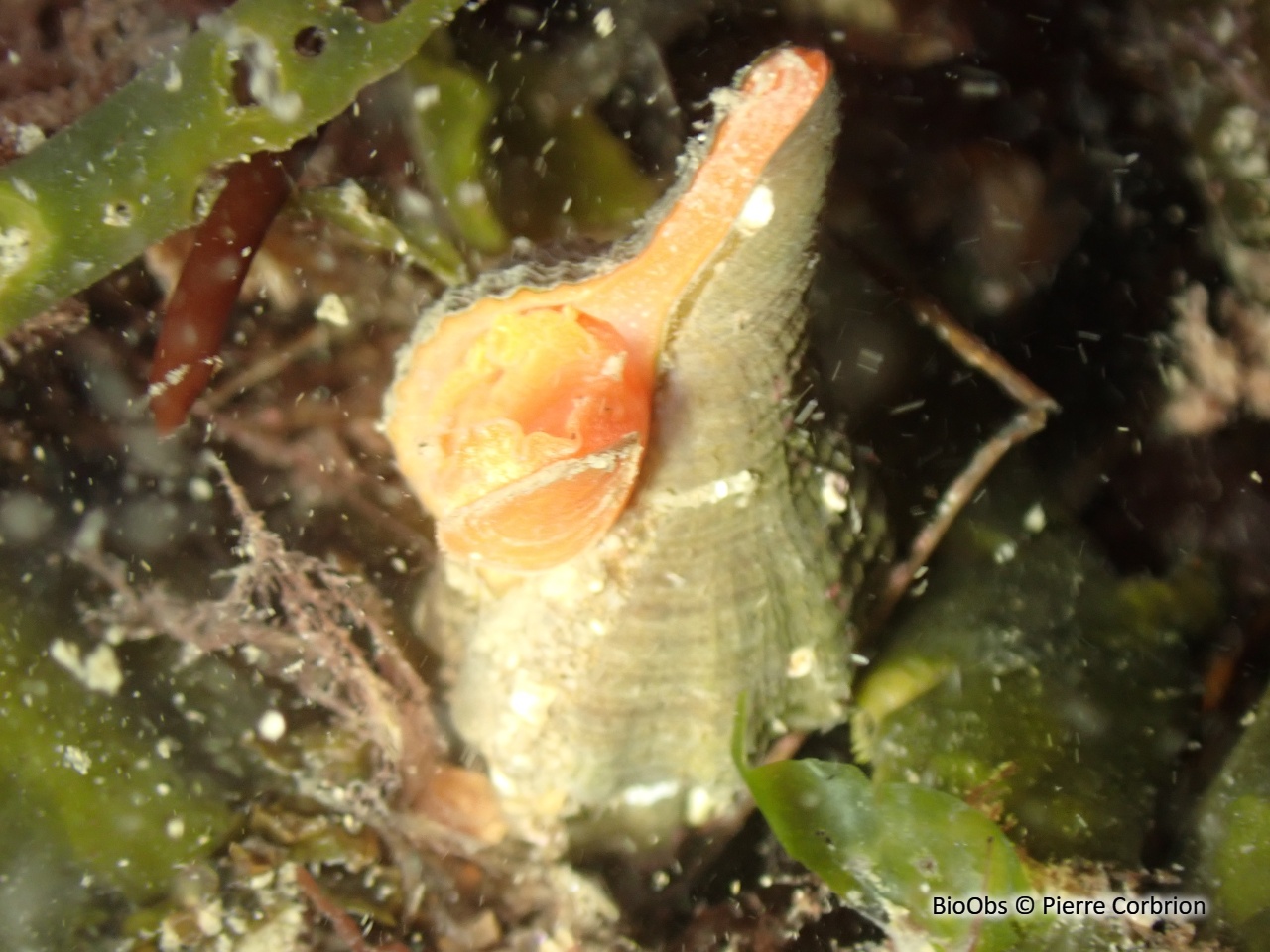 Fuseau de tarente - Pseudofusus rostratus - Pierre Corbrion - BioObs