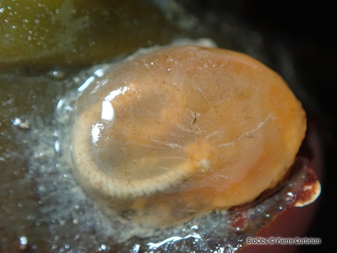 Ascidie cartilagineuse - Corella eumyota - Pierre Corbrion - BioObs