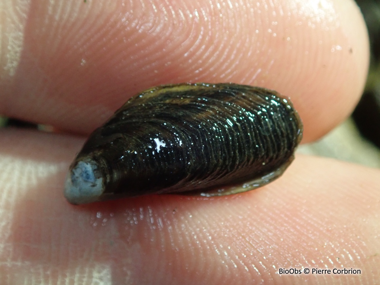 Moule d'Amérique - Mytilopsis leucophaeata - Pierre Corbrion - BioObs