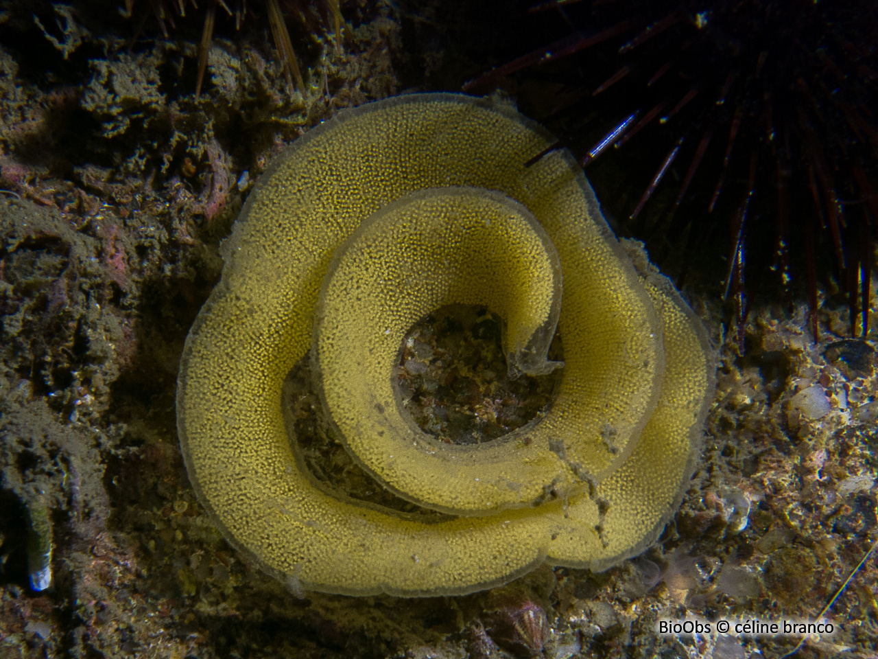 Doris marbrée ponte - Dendrodoris - céline branco - BioObs