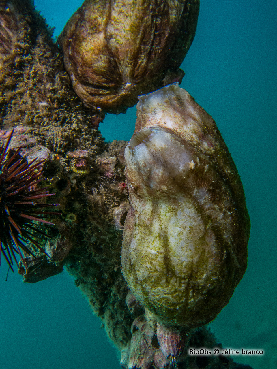 Ascidie plissée - Styela plicata - céline branco - BioObs