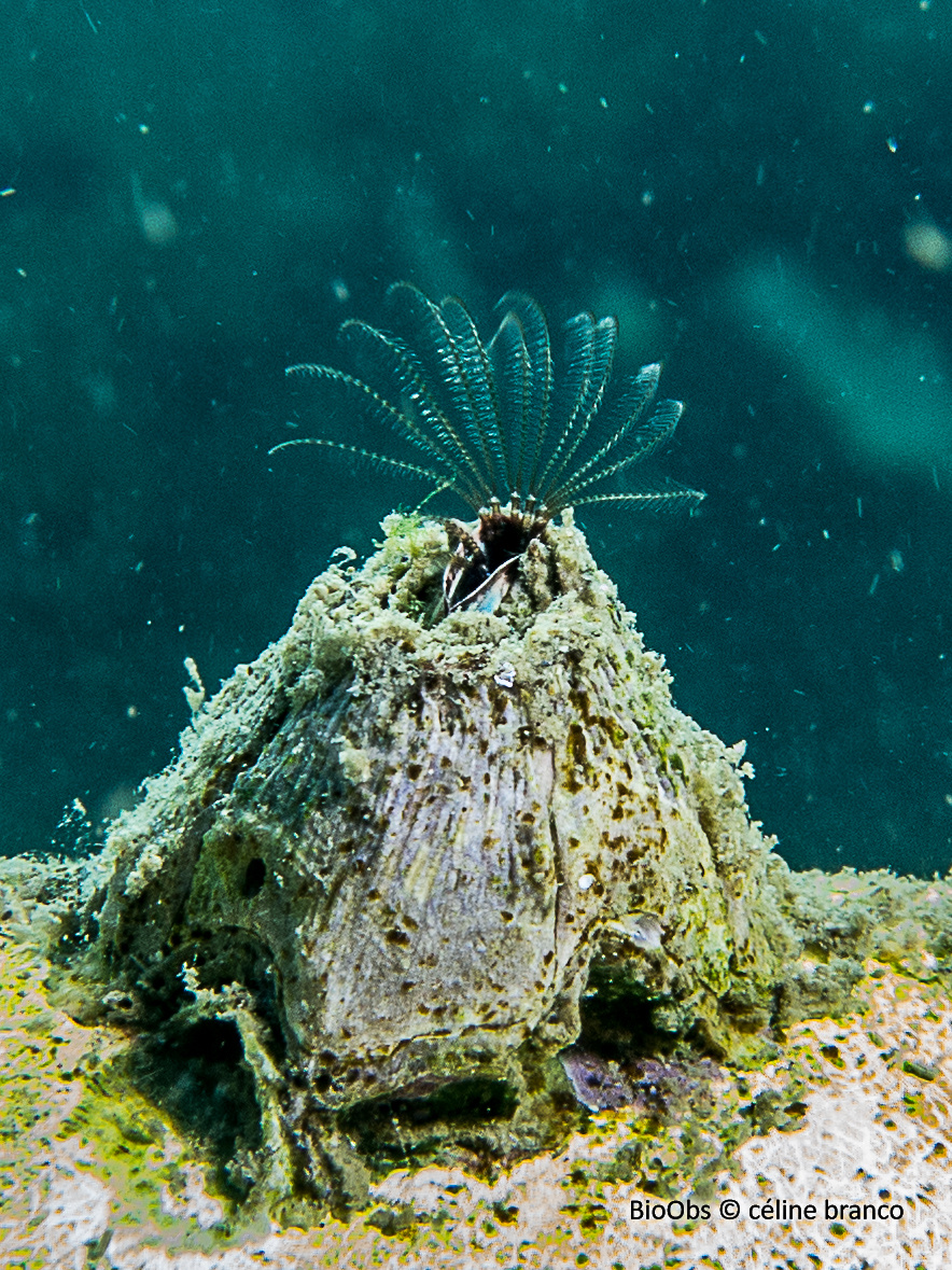 Balane rayée - Amphibalanus amphitrite - céline branco - BioObs
