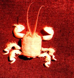 Crabe taupe - Albunea carabus - <a href='https://commons.wikimedia.org/wiki/File:Messina_Straits_Albunea_carabus.jpg' title='via Wikimedia Commons'>Nancy Spanò</a> / <a href='https://creativecommons.org/licenses/by-sa/3.0/deed.en'>CC BY-SA 3.0</a> - BioObs