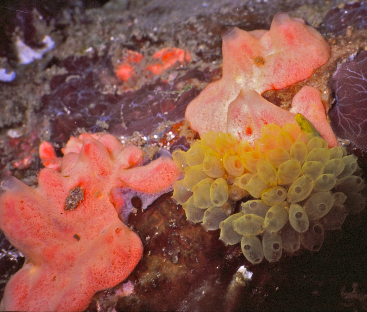 Perophore jaune multiple - Perophora multiclathrata - <a href=' https://eol.org/media/6845304 '>Bernard DUPONT</a>, <a href=' https://creativecommons.org/licenses/by-sa/2.0/ '>CC BY-SA 2.0</a>, via EOL - BioObs