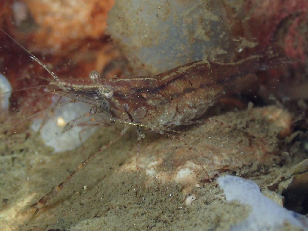 Bouquet migrateur -Crevette à gros doigts - Palaemon macrodactylus - <a href=' https://www.inaturalist.org/photos/28089077 '>Stefan</a>, <a https://creativecommons.org/licenses/by-nc/4.0/  '>CC BY-NC 4.0</a>, via iNaturalist - BioObs