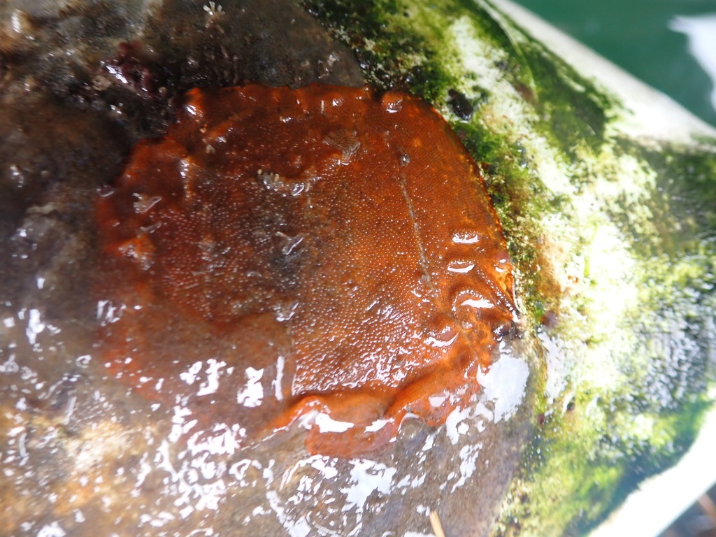 Bryozoaire à stries oranges - Schizoporella japonica - <a href='  https://www.inaturalist.org/photos/164553140 '>dawnediamond</a>, <a href=' https://creativecommons.org/licenses/by-nc/4.0/ '>CC BY-NC 4.0</a>, via iNaturalist - BioObs