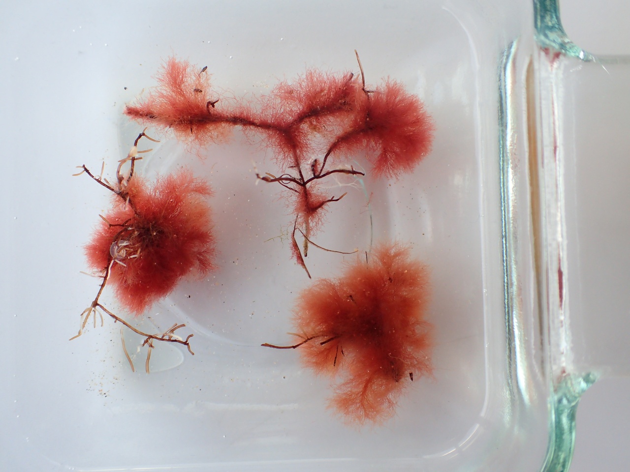 Porte-crochets - Bonnemaisonia hamifera - <a href=' https://www.inaturalist.org/photos/37799941 '>dejaym</a>, <a href=' https://creativecommons.org/licenses/by-nc/4.0/ '>CC BY-NC 4.0</a>, via iNaturalist - BioObs