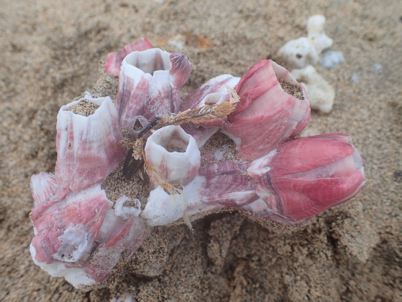 Balane tulipe de mer - Megabalanus tintinnabulum - <a href=' https://www.inaturalist.org/photos/27208844 '>Richard Joyce</a>, <a href=' https://creativecommons.org/licenses/by-nc/4.0/ '>CC BY-NC 4.0</a>, via iNaturalist - BioObs