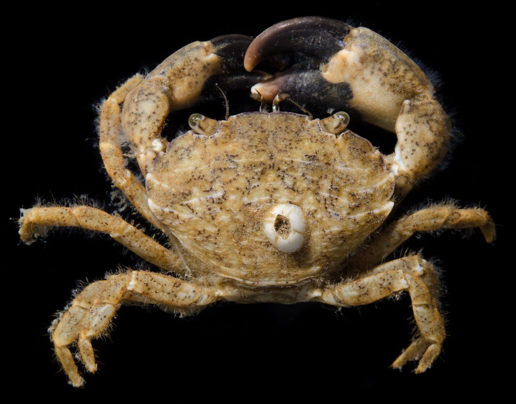 Crabe de Say - Dyspanopeus sayi - <a href=' https://www.inaturalist.org/photos/119686145 '>smithsonian_marinegeo</a>, <a href=' https://creativecommons.org/licenses/by-nc-sa/4.0/ '>CC BY-NC 4.0</a>, via iNaturalist - BioObs