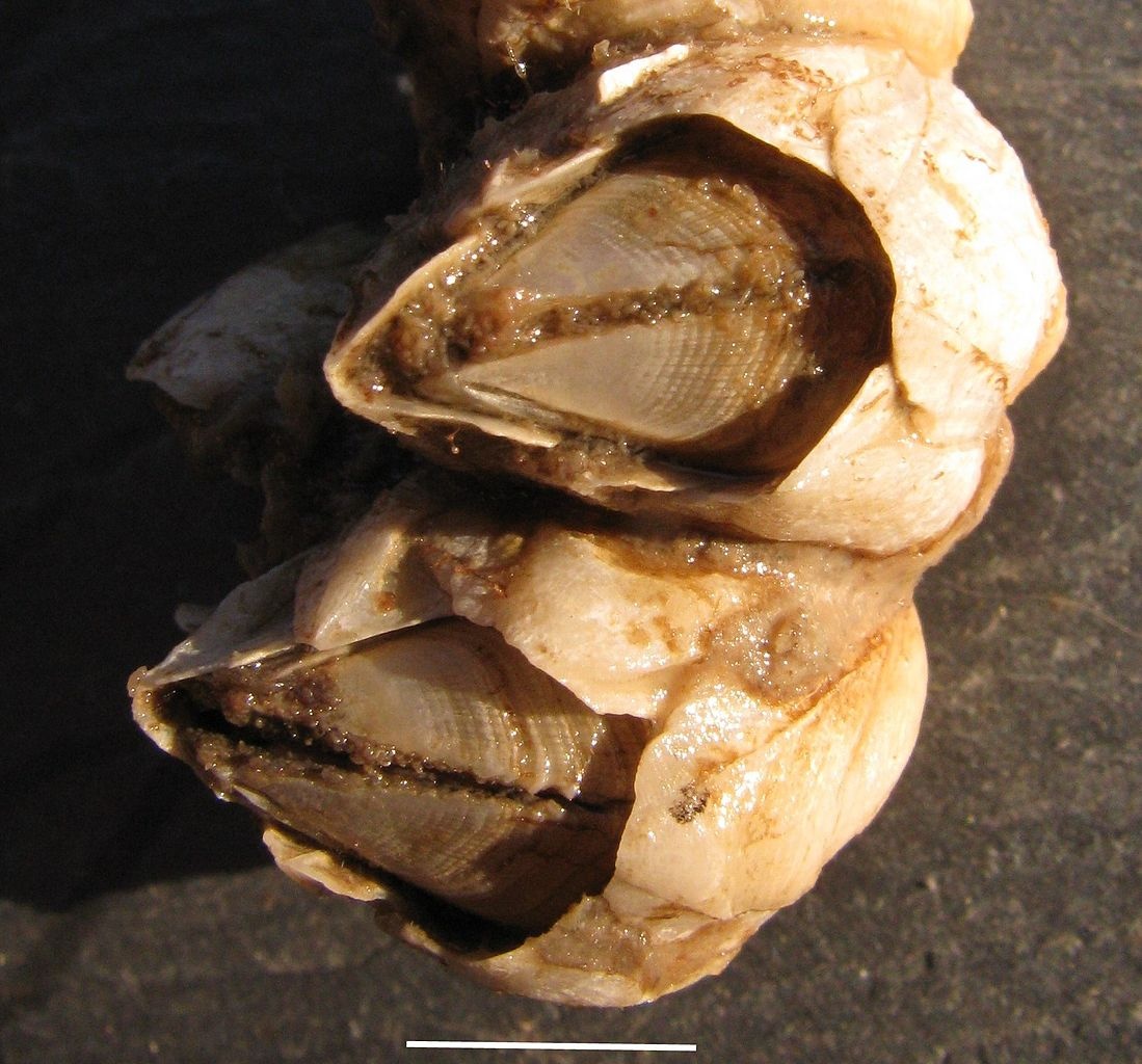 Balane ivoire - Amphibalanus eburneus - <a href='https://commons.wikimedia.org/wiki/File:Balanus_eburneus_2502.jpg'>Auguste Le Roux</a>, <a href='https://creativecommons.org/licenses/by-sa/4.0'>CC BY-SA 4.0</a>, via Wikimedia Commons - BioObs