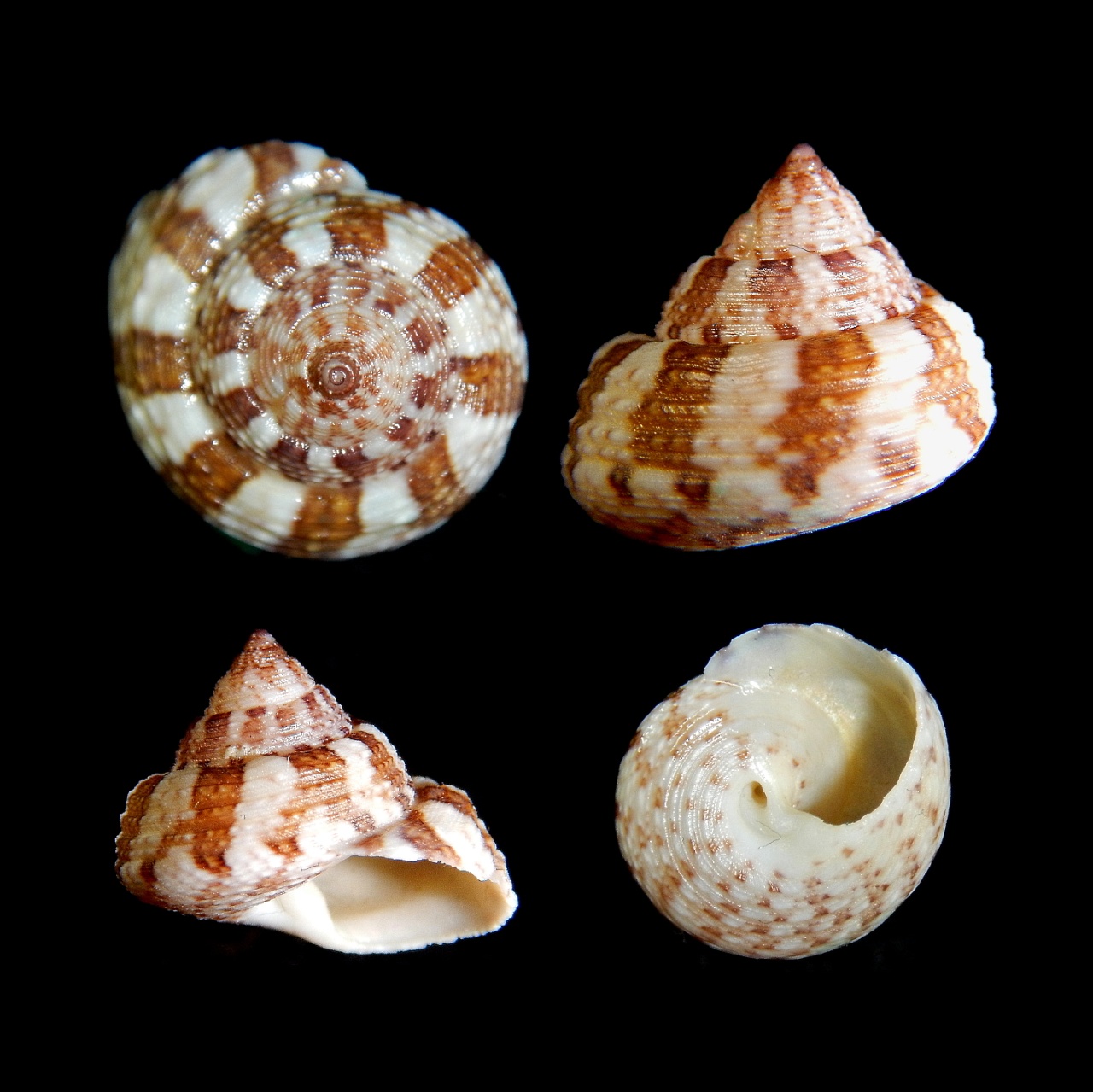 Gibbule blanchâtre - Steromphala albida - <a href='  https://www.inaturalist.org/photos/168844714  '>Stefan Pav</a>, <a href=' https://creativecommons.org/licenses/by-nc/4.0/ '>CC BY-NC 4.0</a>, via iNaturalist - BioObs