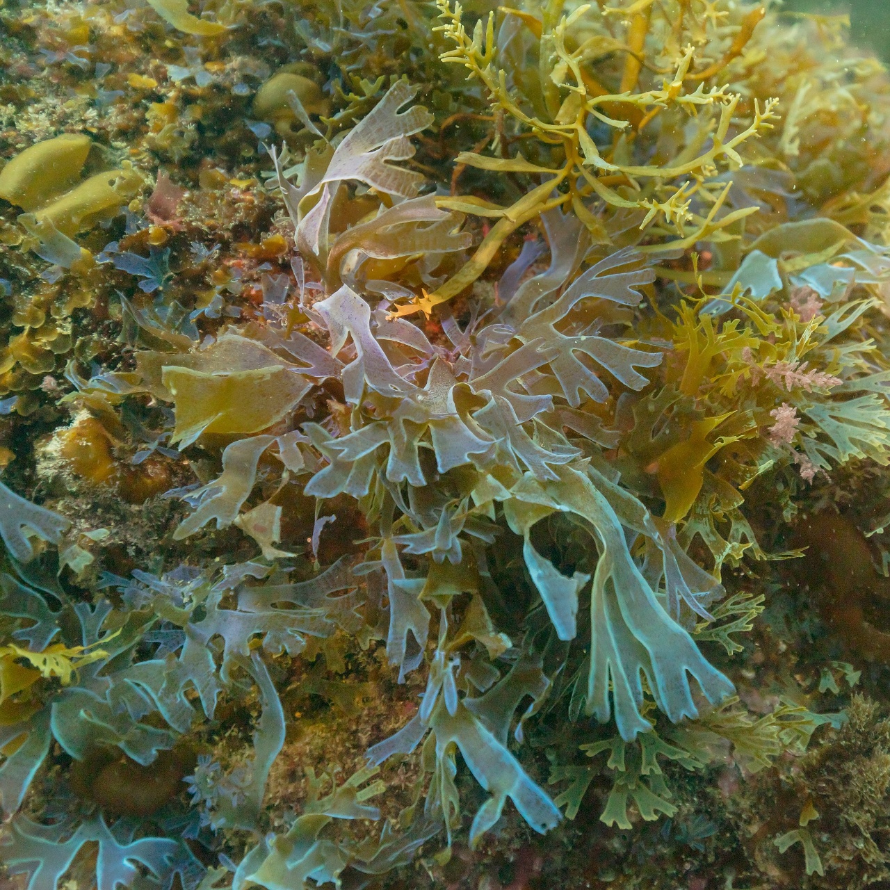 Dictyote à bordures bleues irridescentes - Dictyota cyanoloma - <a href='https://commons.wikimedia.org/wiki/File:Algas_(Dictyota_cyanoloma),_Parque_natural_de_la_Arr%C3%A1bida,_Portugal,_2021-09-09,_DD_01.jpg'>Diego Delso</a>, <a href='https://creativecommons.org/licenses/by-sa/4.0'>CC BY-SA 4.0</a>, via Wikimedia Commons - BioObs