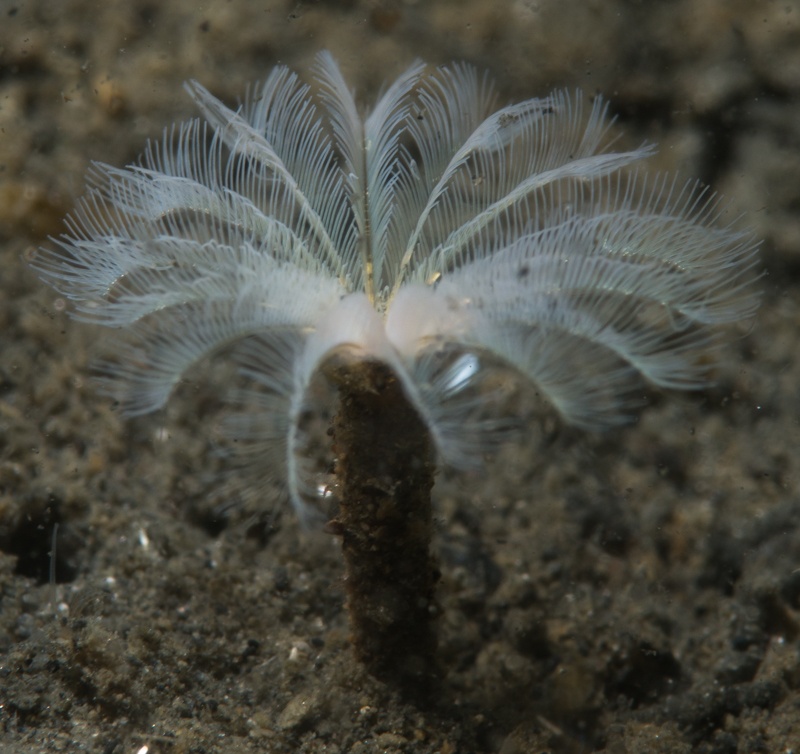 Euchone limnicole - Euchone limnicola - <a href='  https://waarneming.nl/photos/12549096/  '>Cora de Groot en Ruud Versijde</a>, <a https://creativecommons.org/licenses/by-nc-nd/2.0/nl/ '>CC BY-NC-ND 2.0</a>, via https://waarneming.nl/ - BioObs