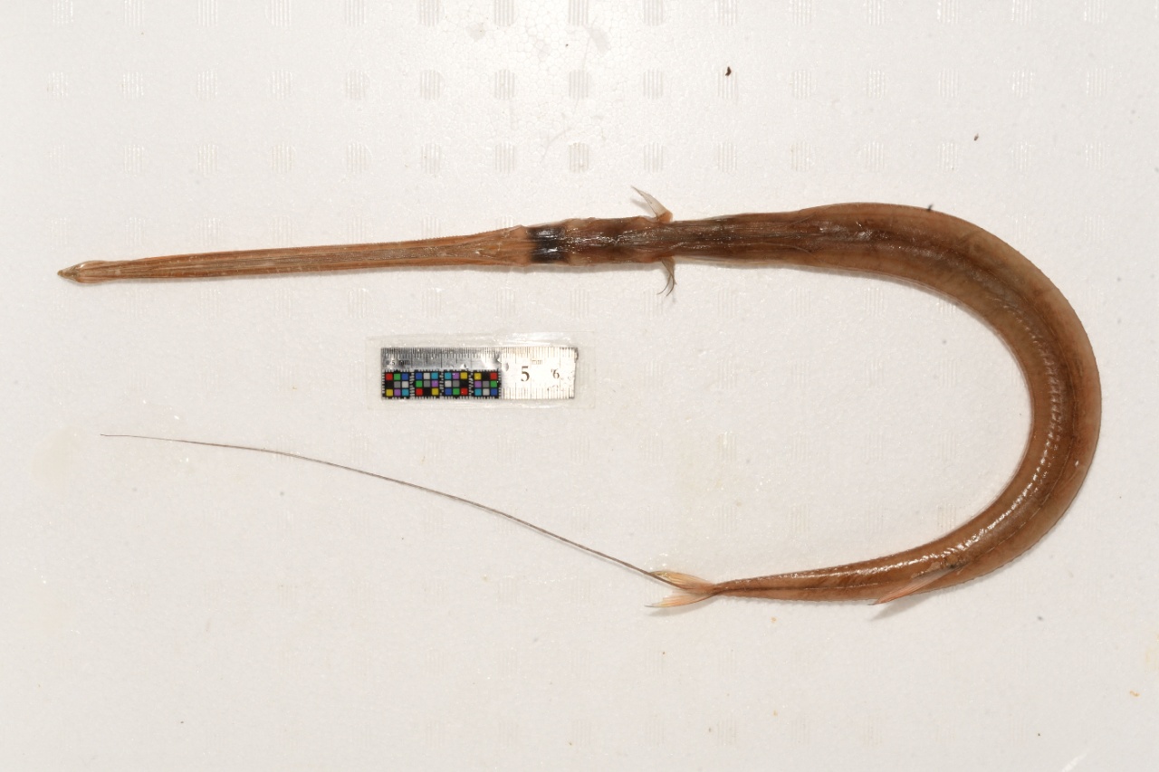 Cornette rouge - Fistularia petimba - <a href='   https://ffish.asia/?page=file&pid=83708 '>ffish.asia</a>, <a https://creativecommons.org/licenses/by/4.0/ '>CC BY-NC-ND 2.0</a>, via ffish.asia - BioObs