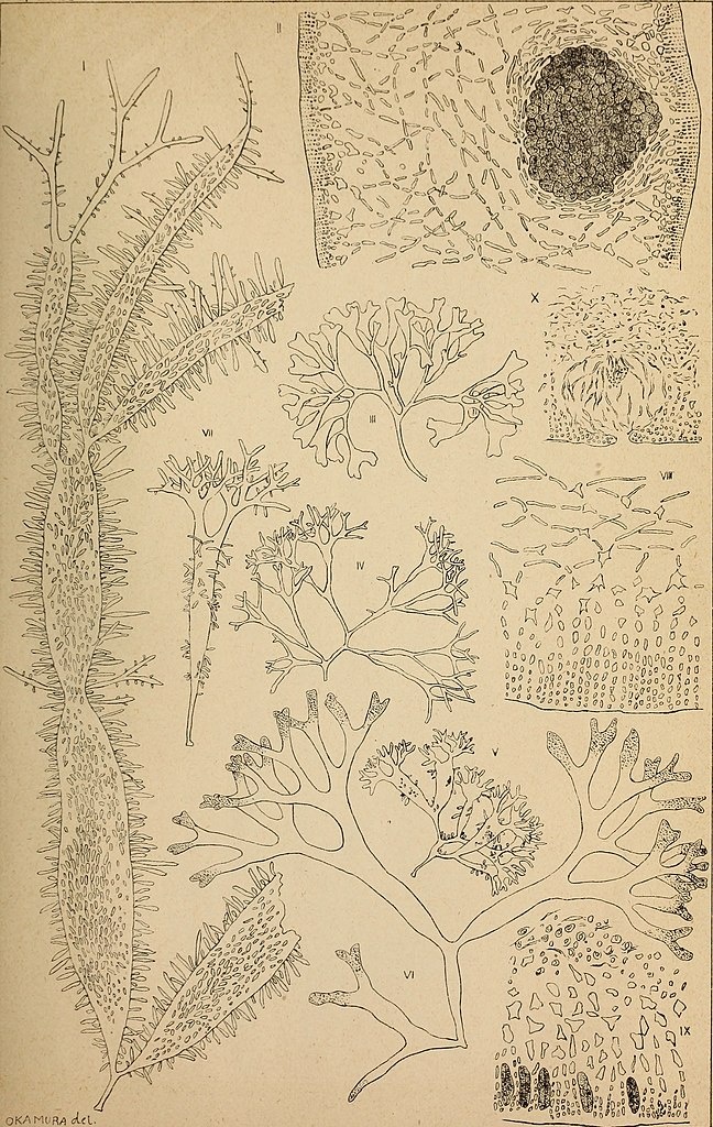 Algue japonaise poilue - Polyopes lancifolius - <a href='https://commons.wikimedia.org/wiki/File:The_botanical_magazine_%3D_Shokubutsugaku_zasshi_(1893)_(20213725730).jpg'>Tokyo Shokubutsu Gakkai;Nihon Shokubutsu Gakkai</a>, No restrictions, via Wikimedia Commons - BioObs