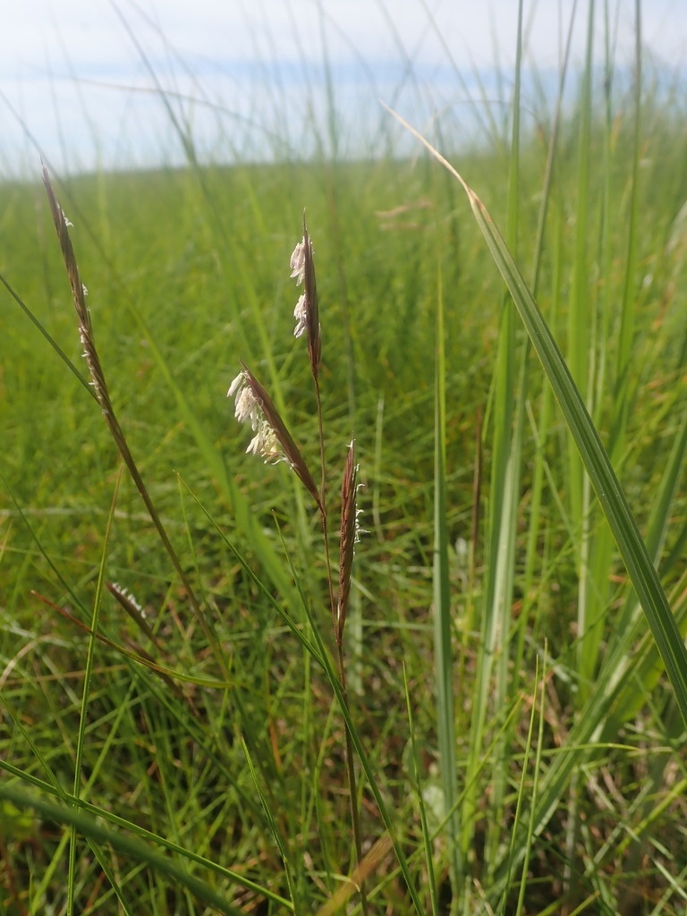 Spartine bigarrée ou étalée - Sporobolus versicolor - <a href='  https://www.inaturalist.org/photos/86016784 '>Colin Chapman-Lam</a>, <a https://creativecommons.org/licenses/by-nc/4.0/ '>CC BY-NC 4.0</a>, via iNaturalist - BioObs