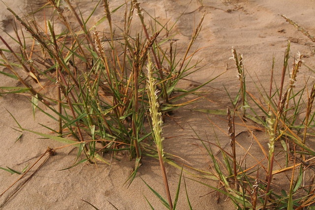 Spartine de Townsend - Sporobolus x townsendii - <a href='  geograph.org.uk/p/3637084  '>Chris</a>, <a https://creativecommons.org/licenses/by-sa/2.0/ '>CC BY-SA 2.0</a>, by https://www.geograph.org.uk/ - BioObs