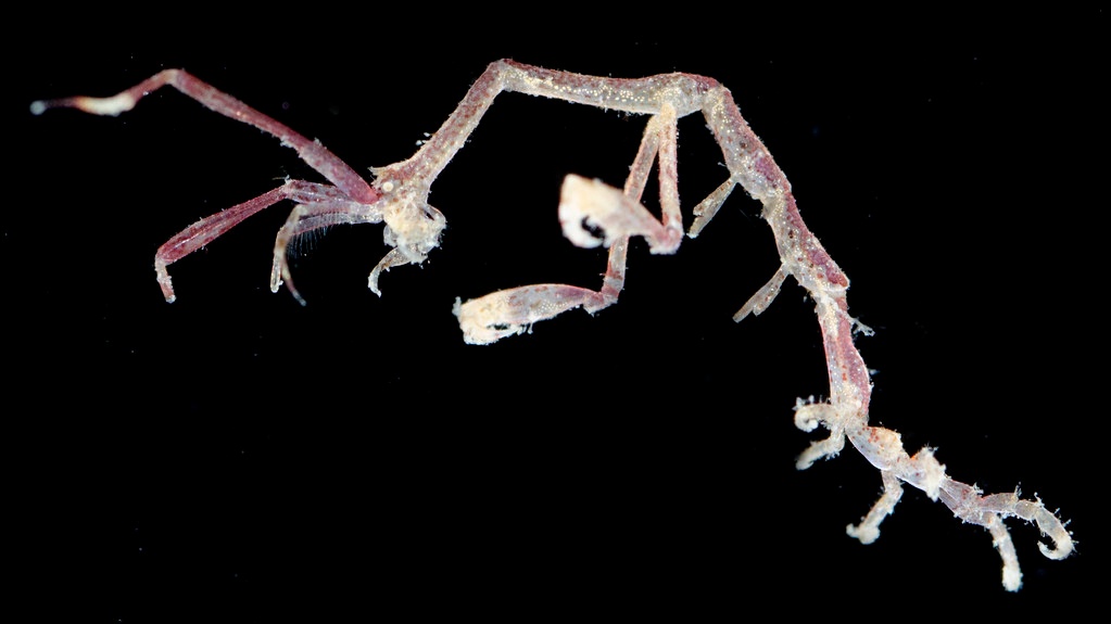 Caprelle mauricienne - Caprella scaura - <a href=' https://www.inaturalist.org/photos/120444115  '>Smithsonian_marinegeo</a>, <a https://creativecommons.org/licenses/by-nc-sa/4.0/ '>CC BY-NC-SA 4.0</a>, via iNaturalist - BioObs