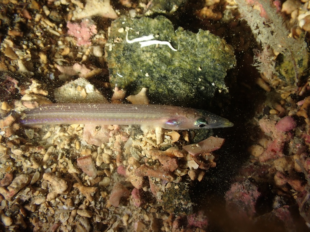 Cicerelle de l'Atlantique - Gymnammodytes semisquamatus - <a href=' https://www.inaturalist.org/photos/220157326 '>Pierre Corbrion</a>, <a href=' https://creativecommons.org/licenses/by-nc-sa/4.0/  '>CC BY-NC-SA 4.0</a>, via iNaturalist - BioObs