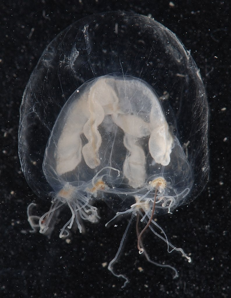 Méduse Nemopsis - Nemopsis bachei - <a href='https://commons.wikimedia.org/wiki/File:Nemopsis_bachei_hydromedusa_(I0961)_(16055704921).jpg' title='via Wikimedia Commons'>Smithsonian Environmental Research Center</a> / <a href='https://creativecommons.org/licenses/by/2.0'>CC BY</a> - BioObs