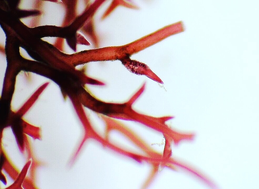 Sphérocoque épineux - Hypnea spinella - <a href='  https://www.inaturalist.org/photos/79057678 '>Ito</a>, <a href=' https://creativecommons.org/licenses/by-nc/4.0/ '>CC BY-NC 4.0</a>, via iNaturalist - BioObs