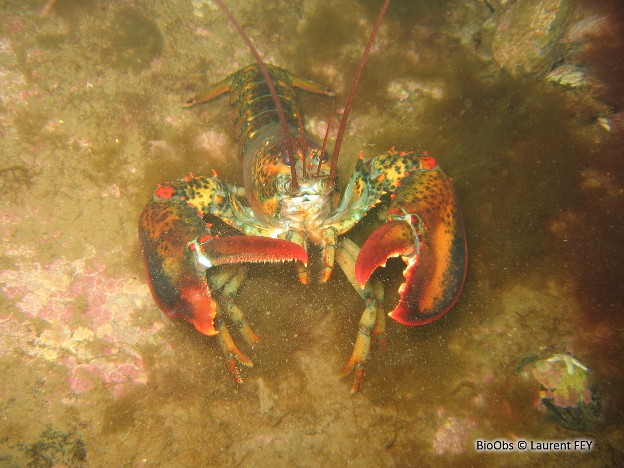 Homard américain - Homarus americanus - Laurent FEY - BioObs