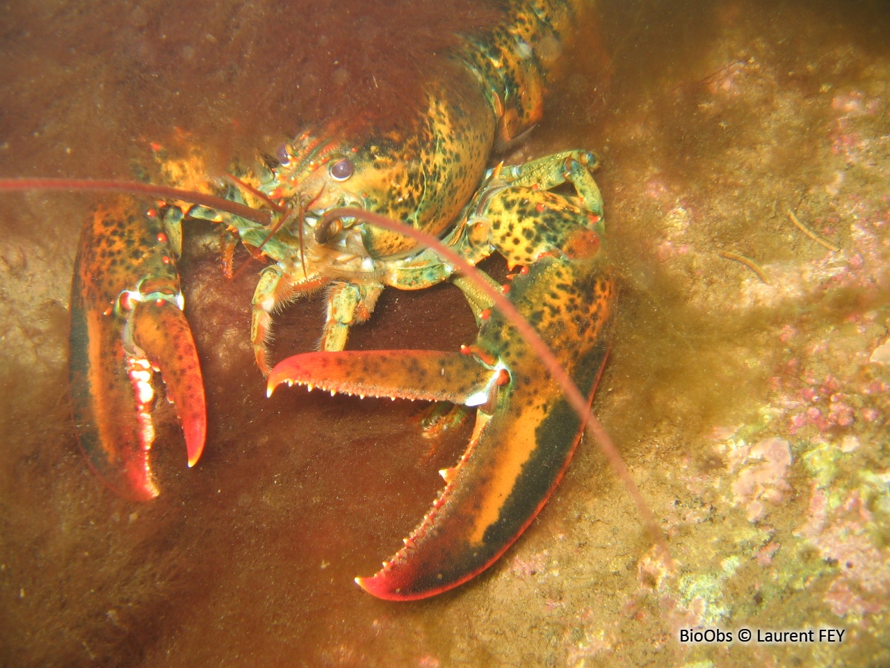 Homard américain - Homarus americanus - Laurent FEY - BioObs