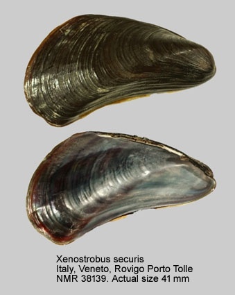 Moule pygmée noire - Xenostrobus securis - <a href='  http://www.marinespecies.org/aphia.php?p=image&tid=140485&pic=67266 '>Natural History Museum Rotterdam</a>, <a href=' https://creativecommons.org/licenses/by-nc-sa/4.0/ '>CC BY-NC-SA 4.0</a>, via Worms - BioObs
