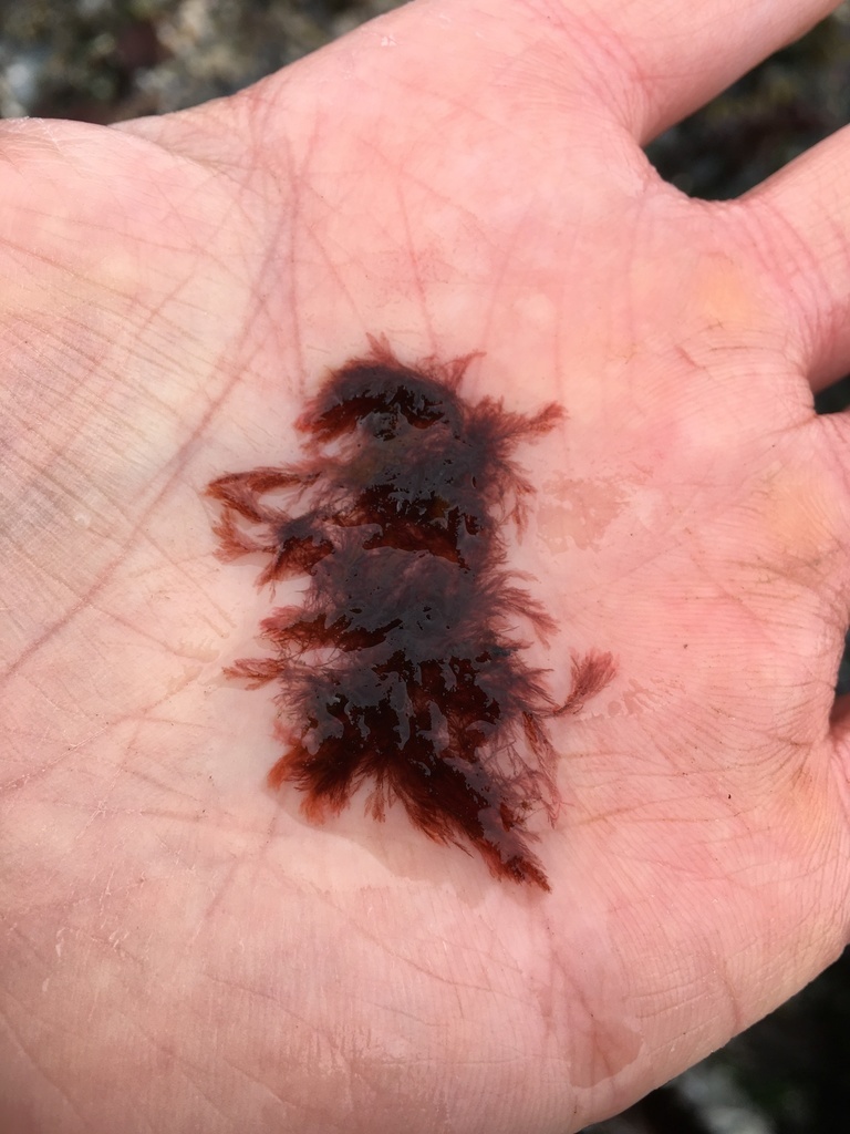 Antithamnionelle spirographe - Antithamnionella spirographidis - <a href='  https://uk.inaturalist.org/photos/118871452?size=large '>SeanPR</a>, <a href=' https://creativecommons.org/licenses/by-nc/4.0/  '>CC BY-NC 4.0</a>, via iNaturalist - BioObs