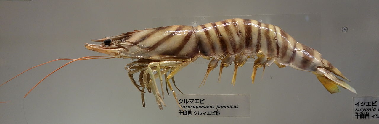 Crevette japonaise tigrée - Penaeus japonicus - <a href='https://commons.wikimedia.org/wiki/File:Marsupenaeus_japonicus_-_National_Museum_of_Nature_and_Science,_Tokyo_-_DSC07540.JPG' title='via Wikimedia Commons'>Daderot</a> / CC0 - BioObs