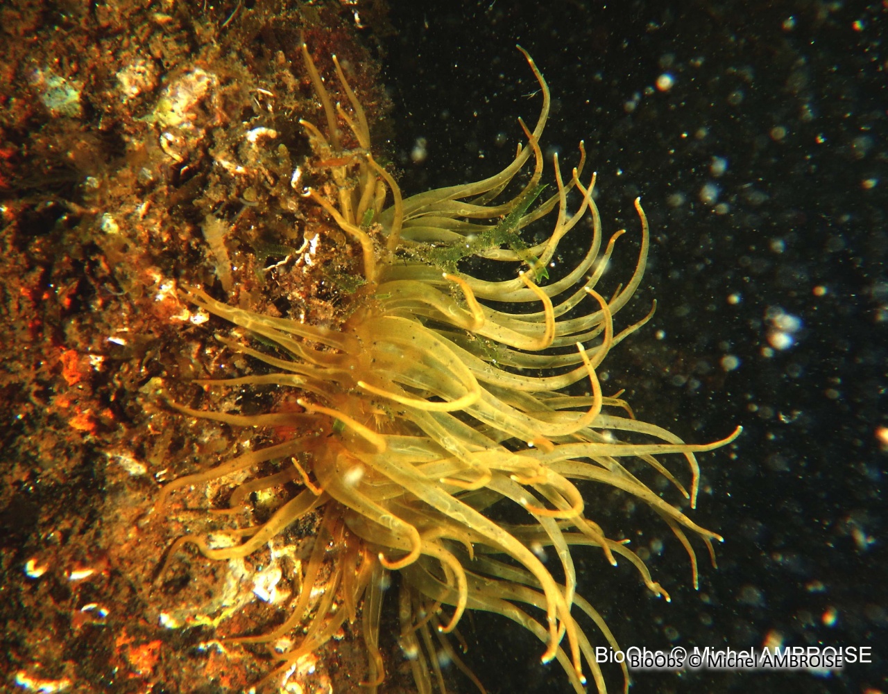 Aiptasie diaphane - Exaiptasia diaphana - Michel AMBROISE - BioObs