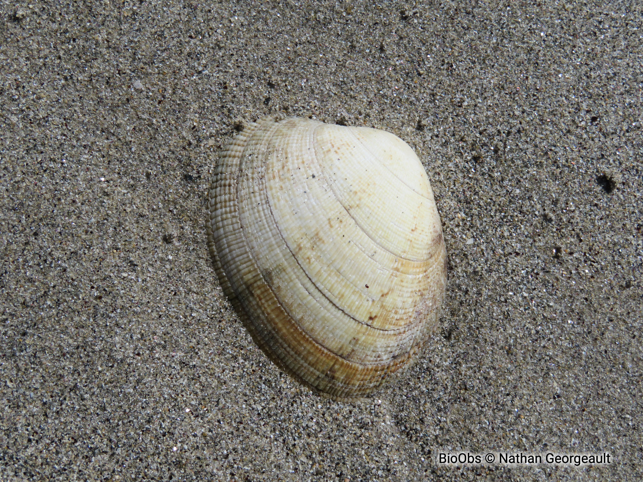 Palourde croisée japonaise - Ruditapes sp. - Nathan Georgeault - BioObs