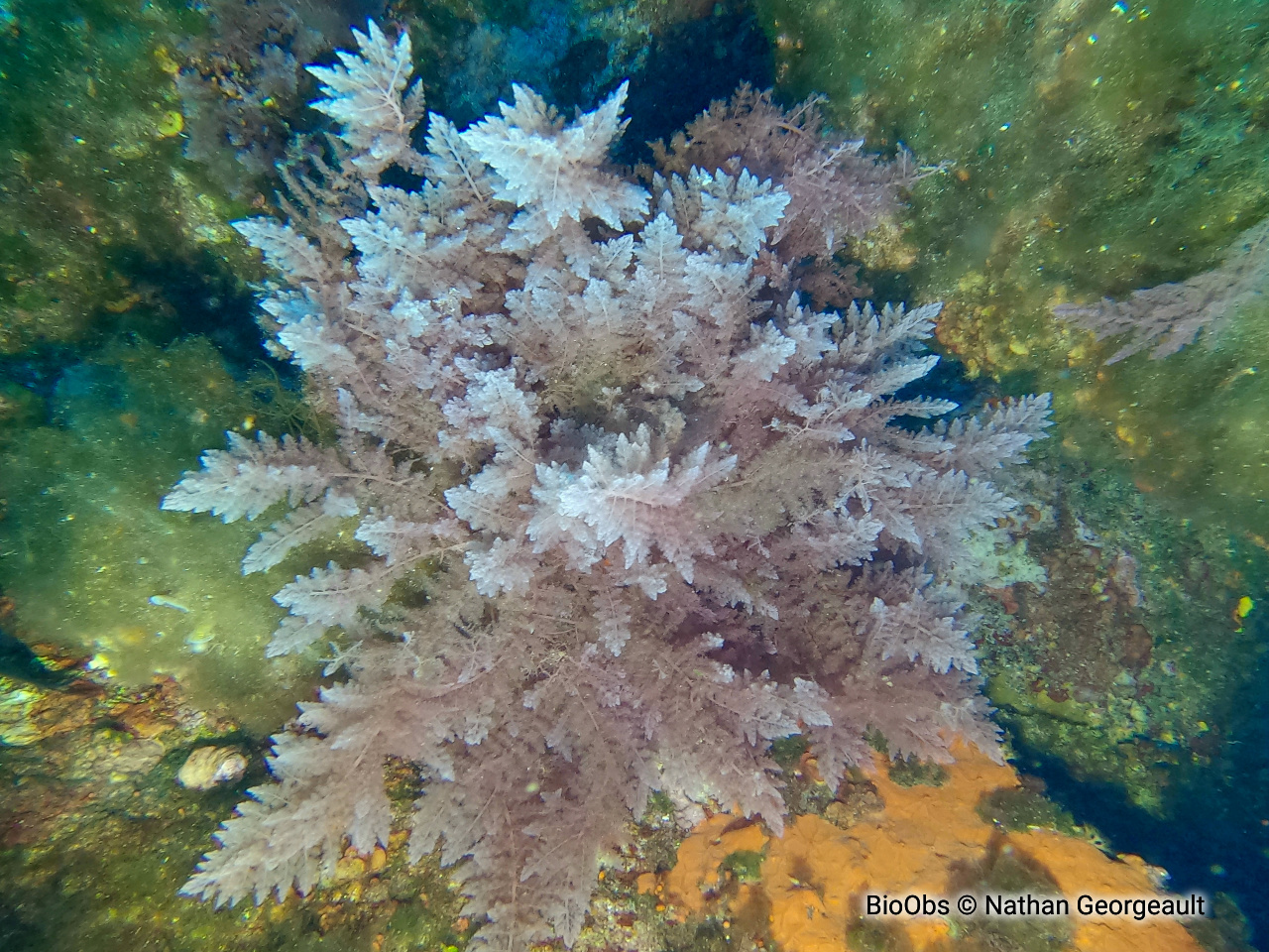 Algue chevelue rouge - Asparagopsis taxiformis - Nathan Georgeault - BioObs