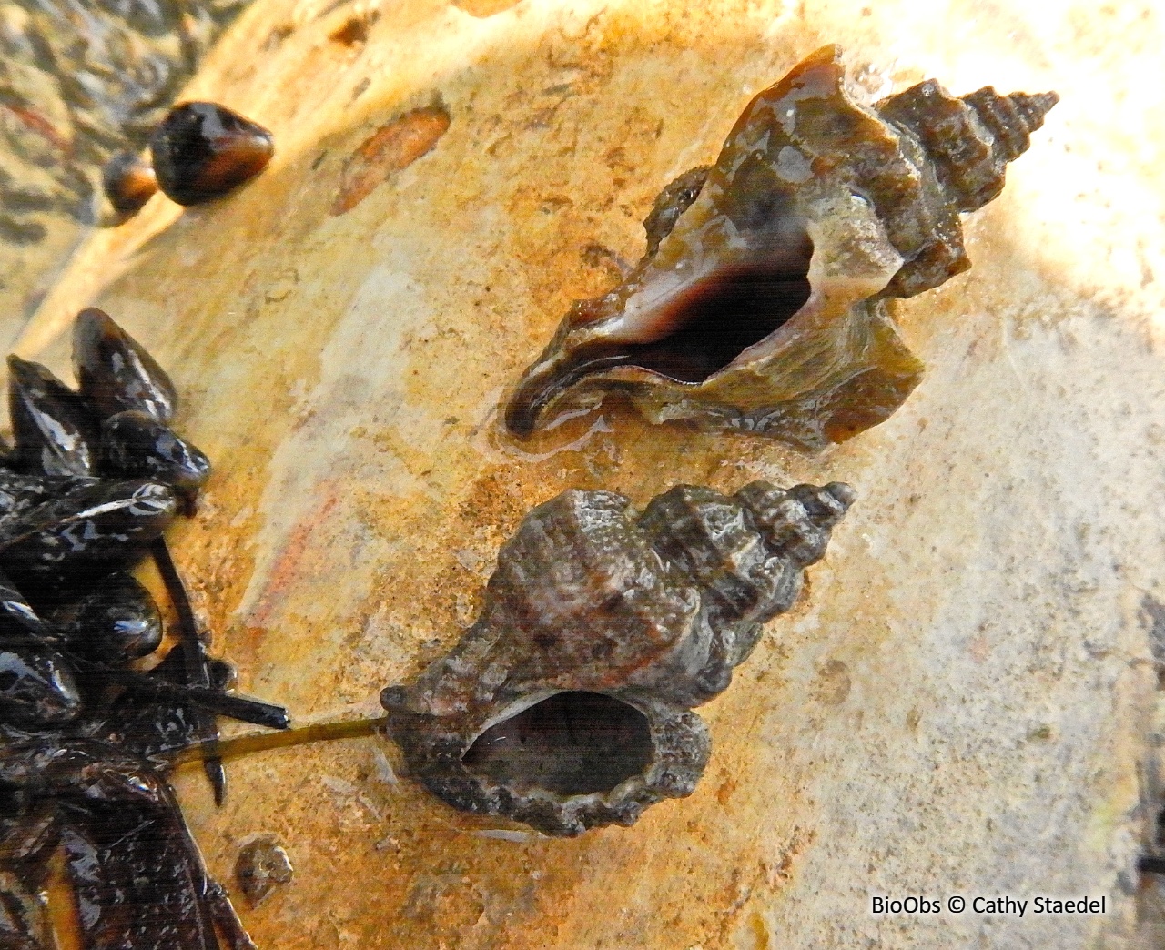 Bigorneau perceur japonais - Ocinebrellus inornatus - Cathy Staedel - BioObs