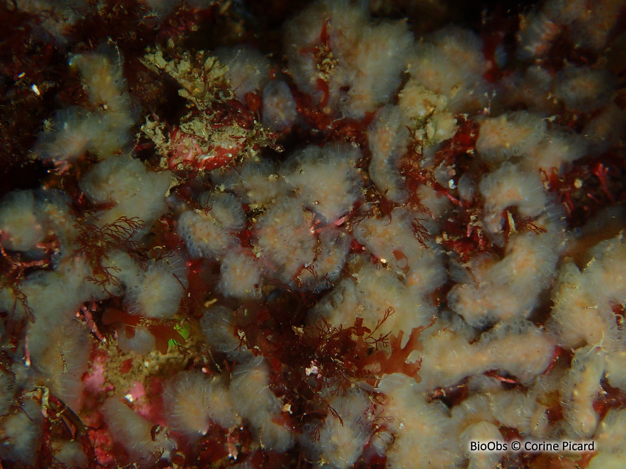 Flocon pédonculé blanc - Aplidium pallidum - Corine Picard - BioObs