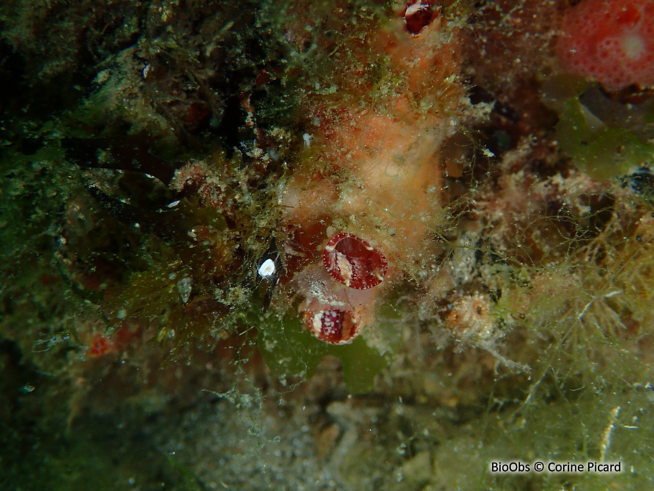 Ascidie boussole - Asterocarpa humilis - Corine Picard - BioObs