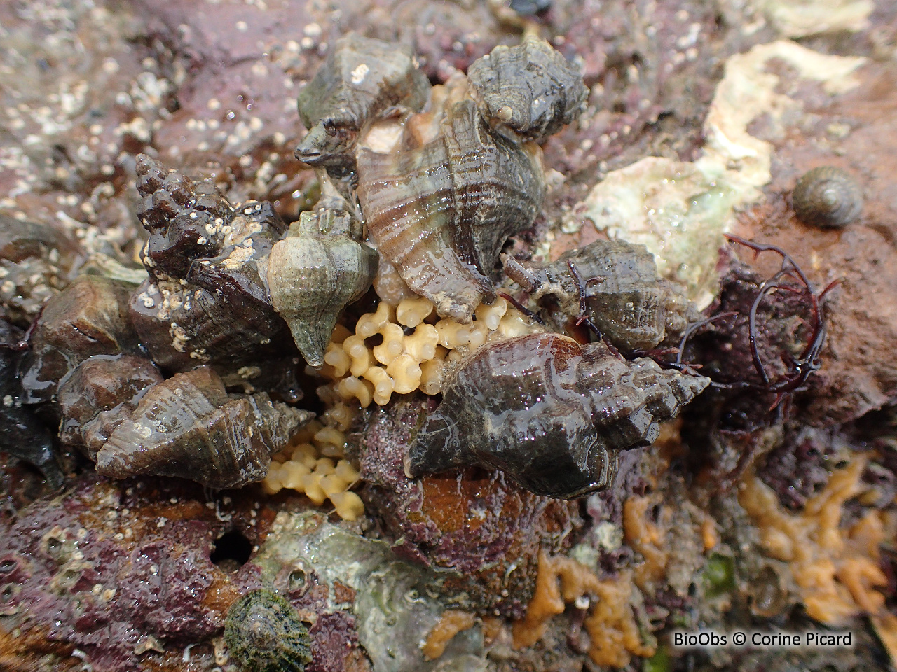 Bigorneau perceur japonais - Ocinebrellus inornatus - Corine Picard - BioObs