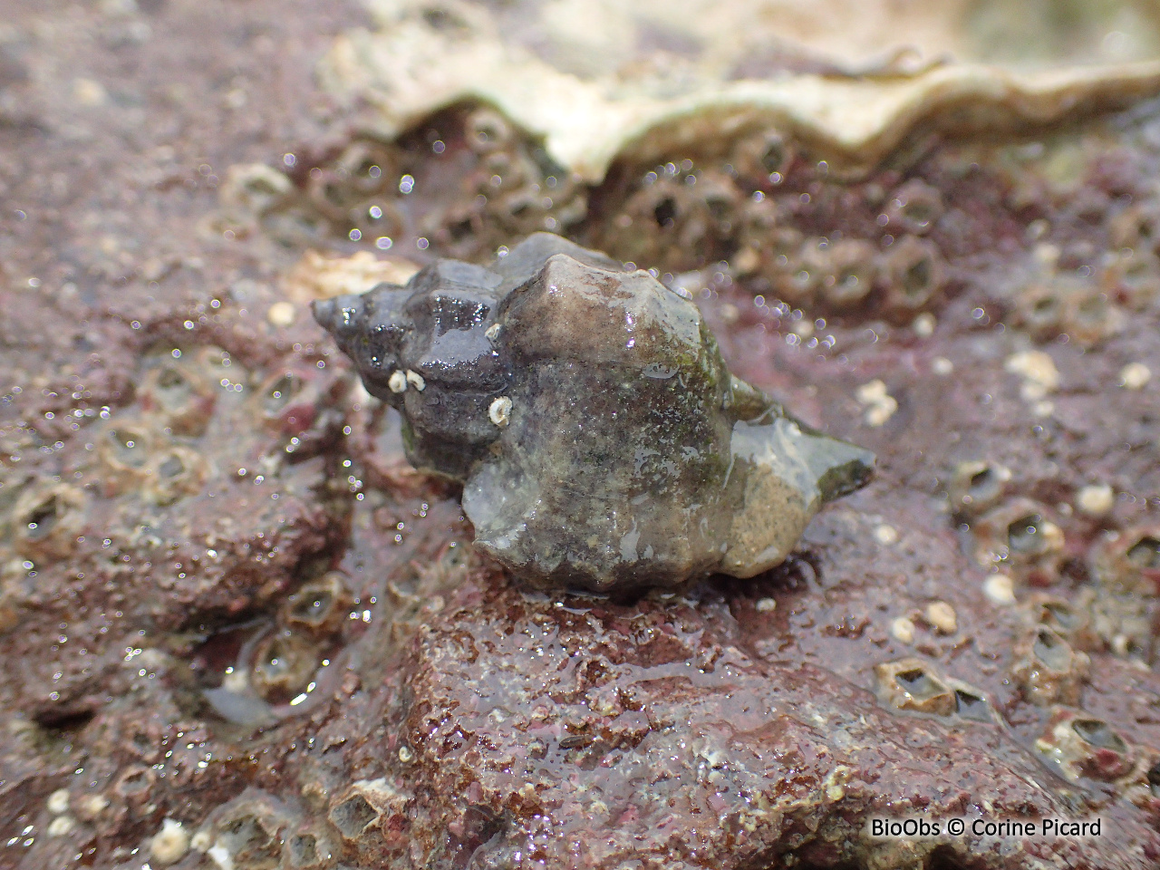 Bigorneau perceur japonais - Ocinebrellus inornatus - Corine Picard - BioObs