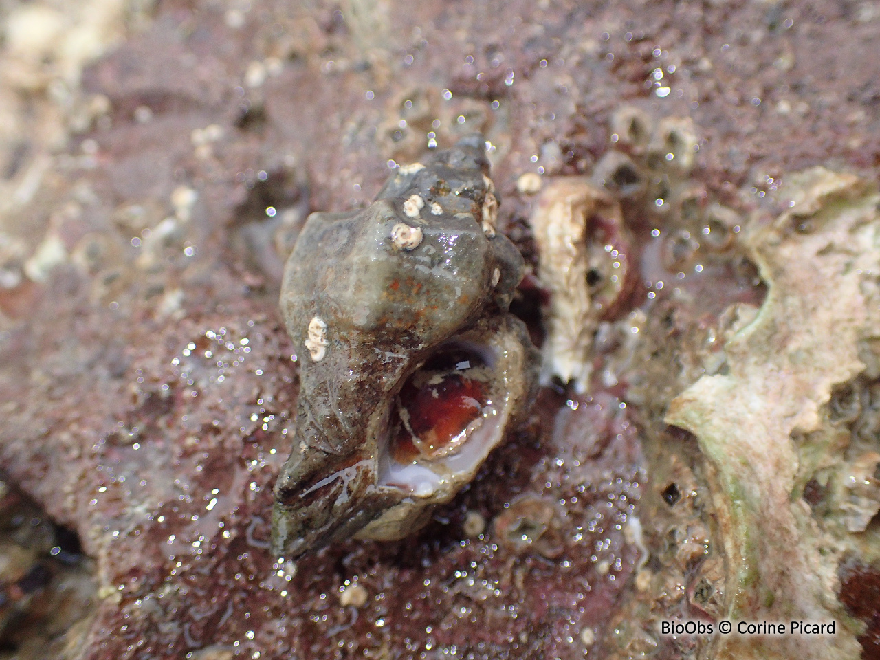 Bigorneau perceur japonais - Ocinebrellus inornatus - Corine Picard - BioObs