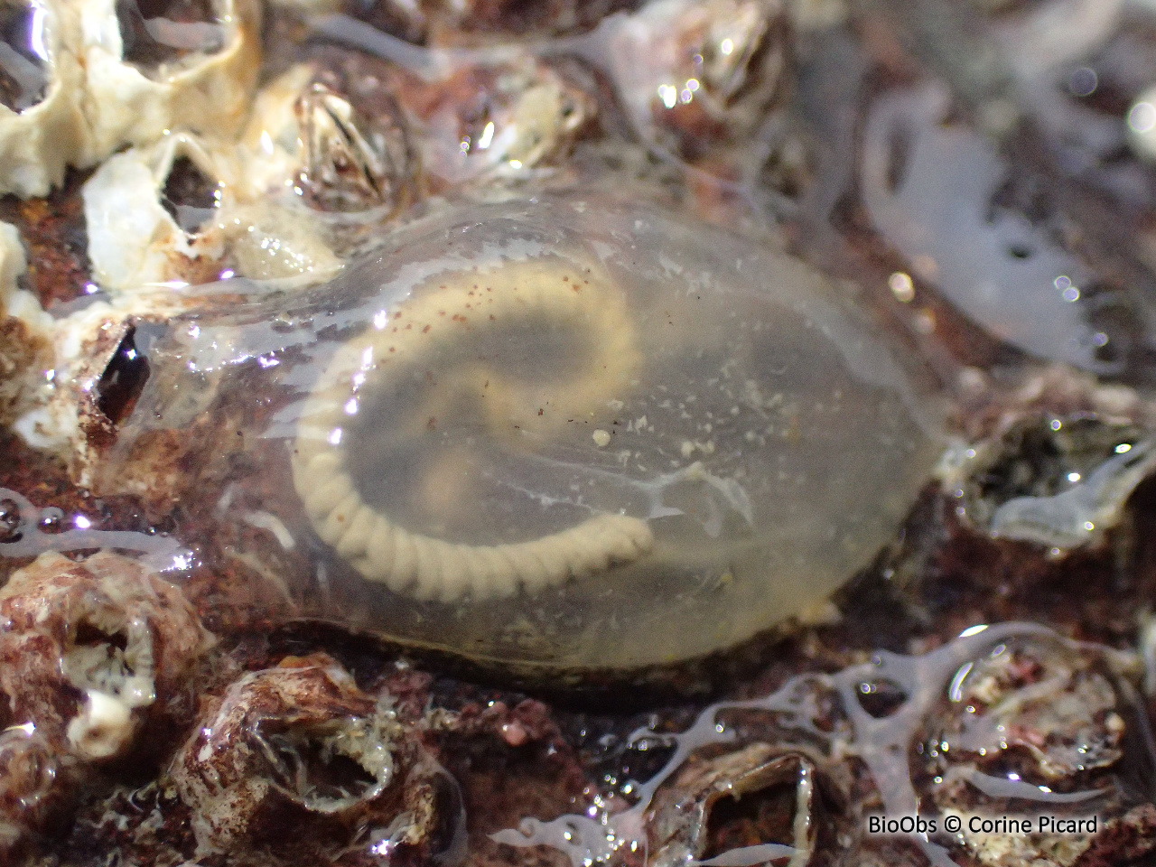 Ascidie cartilagineuse - Corella eumyota - Corine Picard - BioObs