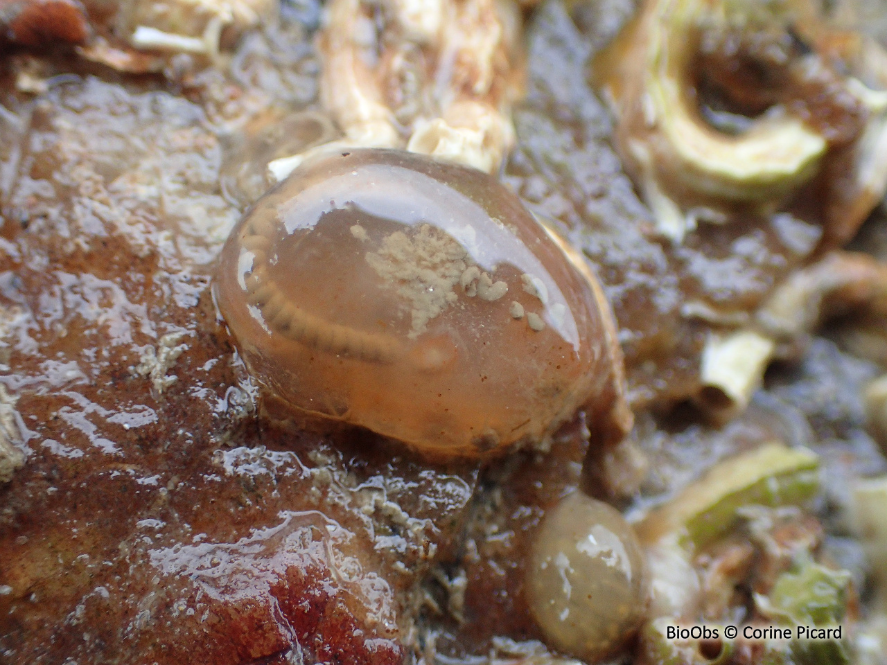 Ascidie cartilagineuse - Corella eumyota - Corine Picard - BioObs