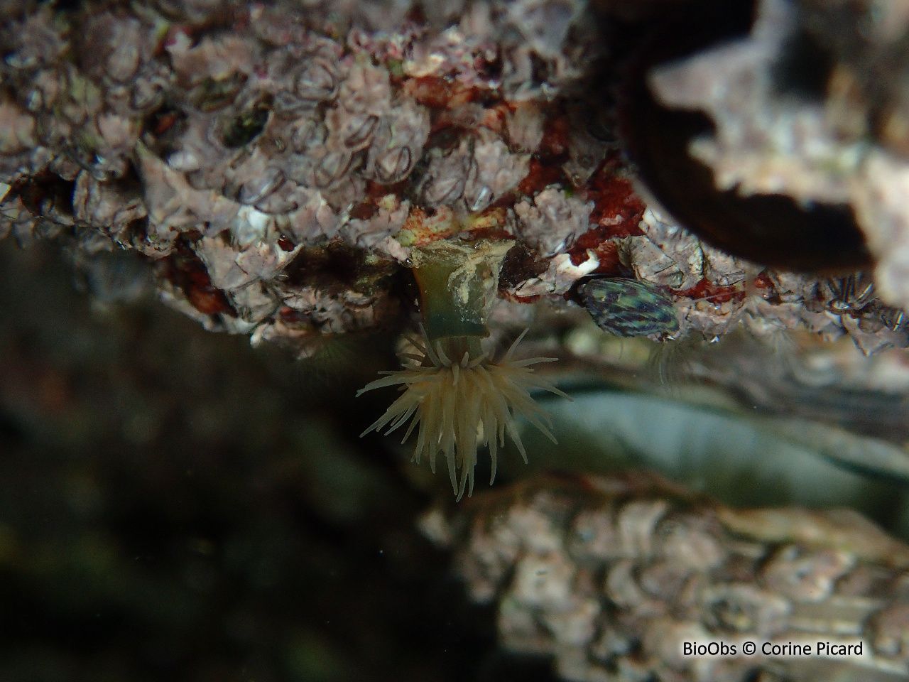 Anémone asiatique lignée - Diadumene lineata - Corine Picard - BioObs