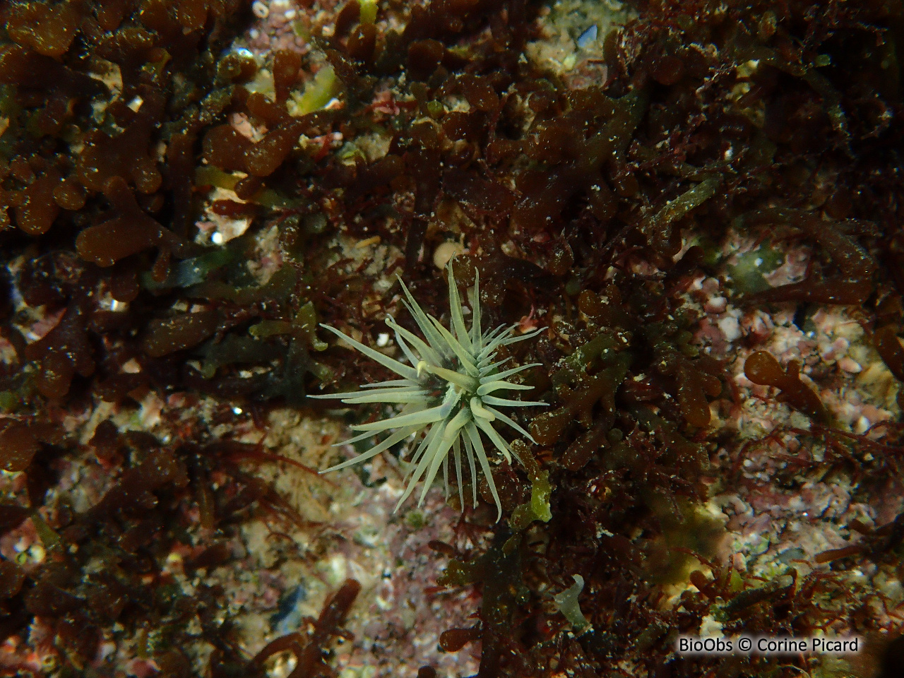 Anémone asiatique lignée - Diadumene lineata - Corine Picard - BioObs
