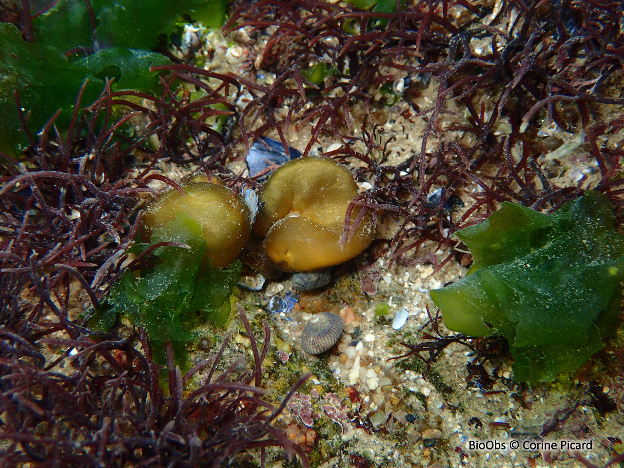 Voleuse d'huître - Colpomenia peregrina - Corine Picard - BioObs
