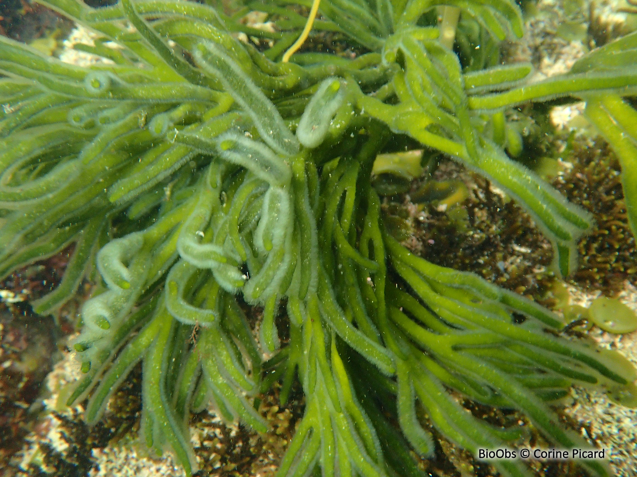 Codium fragile - Codium fragile - Corine Picard - BioObs