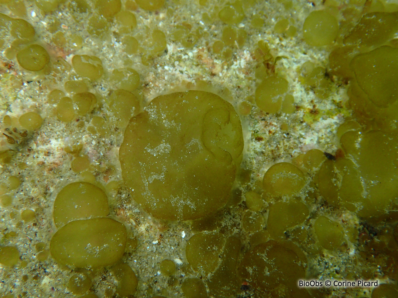 Voleuse d'huître - Colpomenia peregrina - Corine Picard - BioObs
