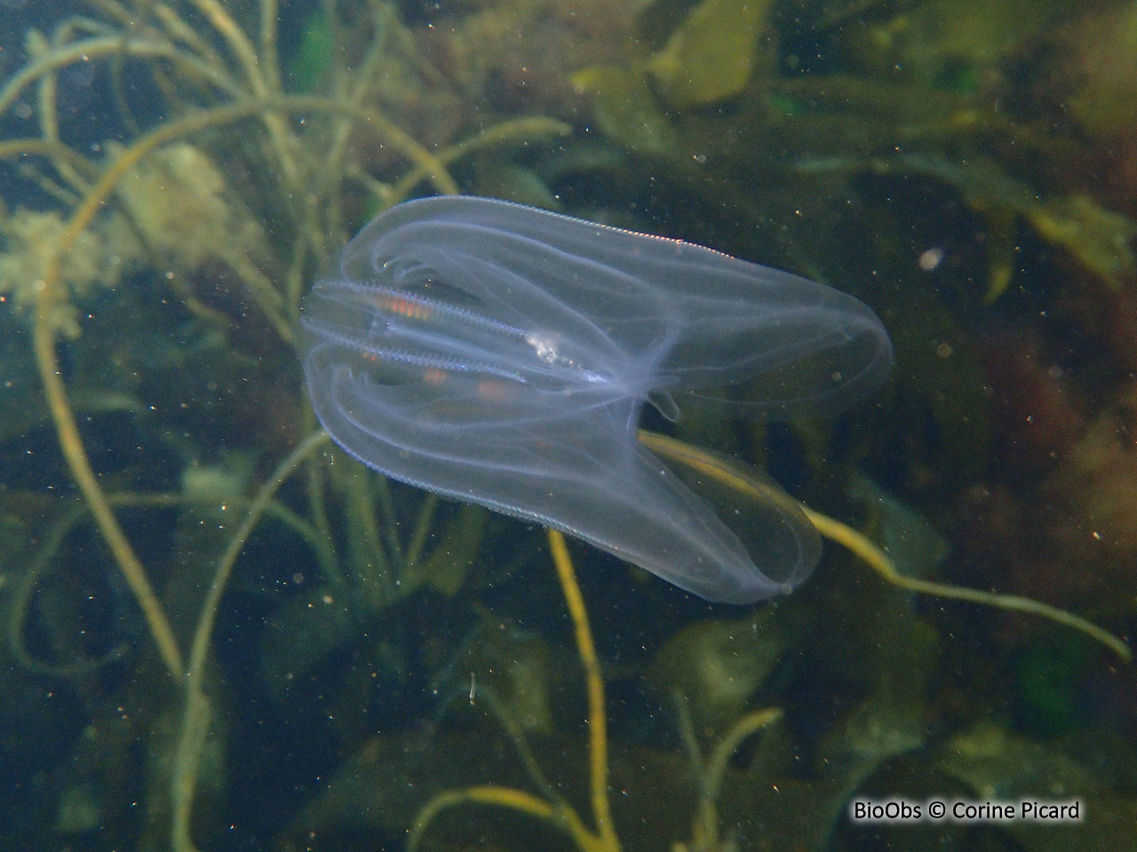 Mnemiopsis - Mnemiopsis leidyi - Corine Picard - BioObs