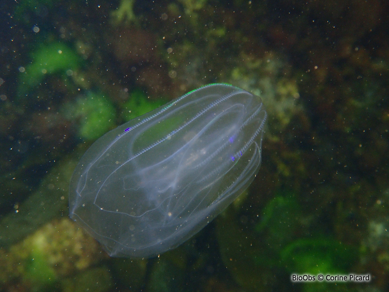 Mnemiopsis - Mnemiopsis leidyi - Corine Picard - BioObs