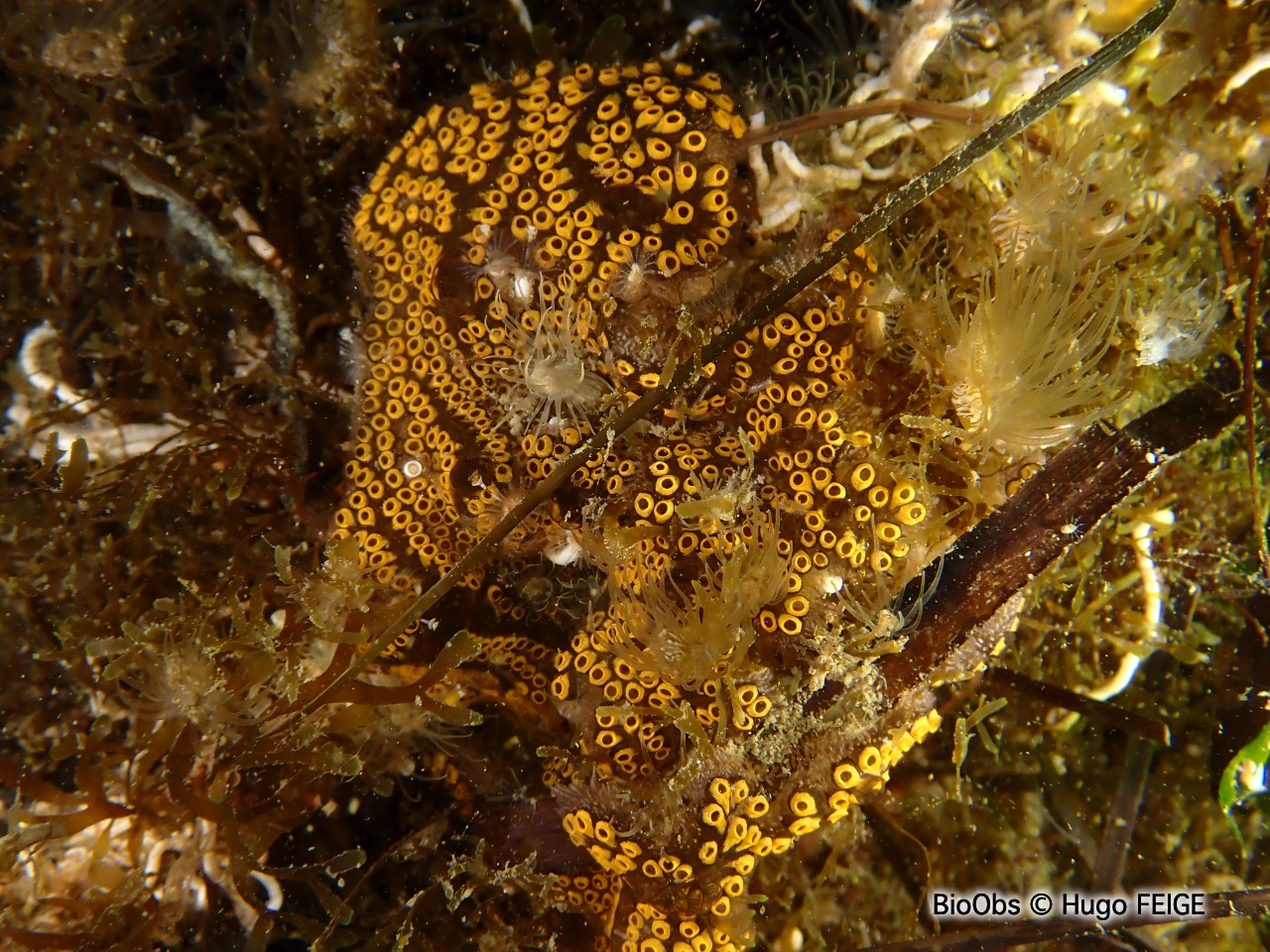 Botrylle de San Diego - Botrylloides diegensis - Hugo FEIGE - BioObs