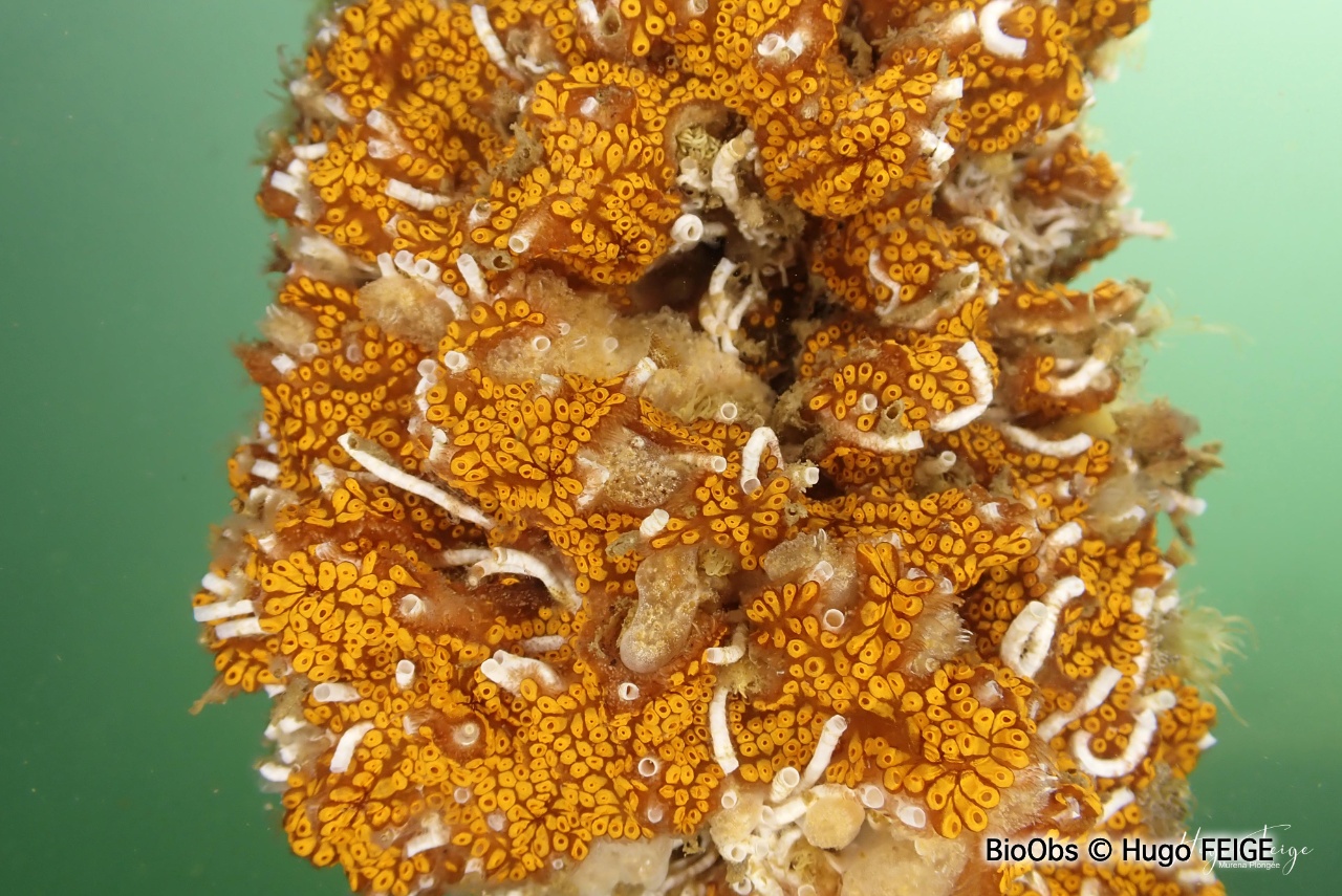 Botrylle de San Diego - Botrylloides diegensis - Hugo FEIGE - BioObs